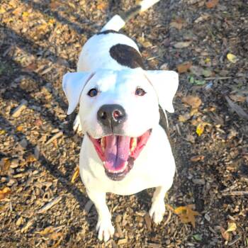 Rescue Pit Bull Terrier Dogs for Adoption in Michigan City, Indiana - Luna | PetCurious