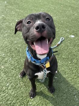 Pit Bull Terrier Dogs Available for Adoption - Mulligan | PetCurious