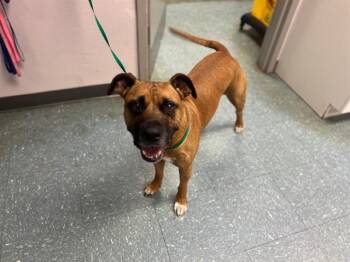 GUS -  Pit Bull Terrier and Mixed Breed Dog for Adoption in St. Cloud, Florida - GUS | PetCurious