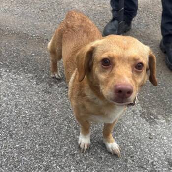 Chili -  Beagle Dog for Adoption in Springboro, Ohio - Chili | PetCurious