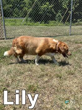 Lily -  Beagle Dog for Adoption in Rocky Mount, North Carolina - Lily | PetCurious