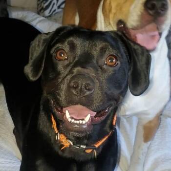 Todd - A trifecta dog good with kids, dogs and cats -  Beagle Dog for Adoption in Andover, Massachusetts - Todd - A Trifecta Dog Good With Kids, Dogs And Cats | PetCurious