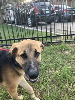 Rescue Mixed Breed Dogs for Adoption in Dallas, Texas - JOHN | PetCurious