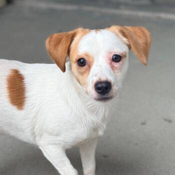 Chihuahua Dogs Available for Adoption in Redwood Valley, California - Flower | PetCurious