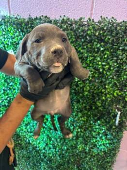 Mixed Breed Dogs Available for Adoption - 60677658 | PetCurious