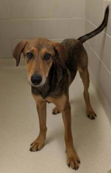 Rescue Mixed Breed Dogs for Adoption in Carrollton, Texas - Para | PetCurious