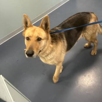 German Shepherd Dog Dogs Available for Adoption - Tinkerbell | PetCurious