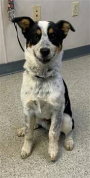 Australian Cattle Dog Blue Heeler and Mixed Breed Dogs Available for Adoption in Visalia, California - A253373 | PetCurious