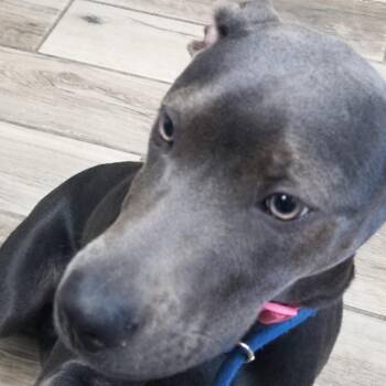 Zahra -  Mixed Breed Dog for Adoption in Henderson, Kentucky - Zahra | PetCurious