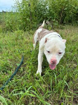 Lightning -  Pit Bull Terrier Dog for Adoption in Mason City, Illinois - Lightning | PetCurious