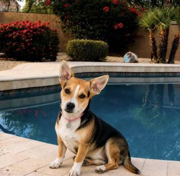 Lyla -  Corgi and Beagle Dog for Adoption in Scottsdale, Arizona - Lyla | PetCurious