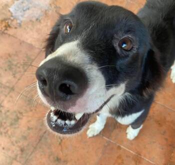 Bearded Collie Dogs Available for Adoption - NIKE | PetCurious