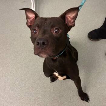 Whoppers -  Terrier and Mixed Breed Dog for Adoption in Abilene, Texas - Whoppers | PetCurious