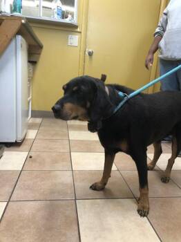 Copper -  Rottweiler Dog for Adoption in Greenfield, Indiana - Copper | PetCurious
