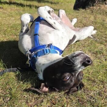 TRINITY -  Pointer and Whippet Dog for Adoption in Barnstable, Massachusetts - TRINITY | PetCurious