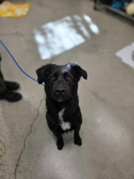 Mae Mae -  Retriever Dog for Adoption in Sacramento, California - Mae Mae | PetCurious