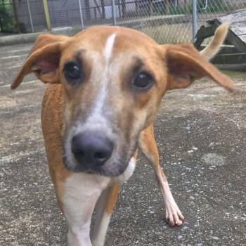 Labrador Retriever and Black Mouth Cur Dogs Available for Adoption - Henry | PetCurious