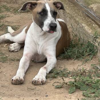 Katie -  Beagle and Black Mouth Cur Dog for Adoption in Hawkins, Texas - Katie | PetCurious