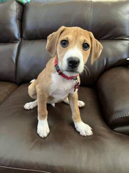 Beagle and Terrier Dogs Available for Adoption - Dex | PetCurious
