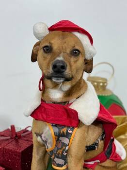 Rescue Black Mouth Cur and Terrier Dogs for Adoption in Carlsbad, California - Canelo | PetCurious