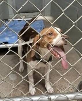 Daisy Mae -  Beagle Dog for Adoption in Marshall, North Carolina - Daisy Mae | PetCurious