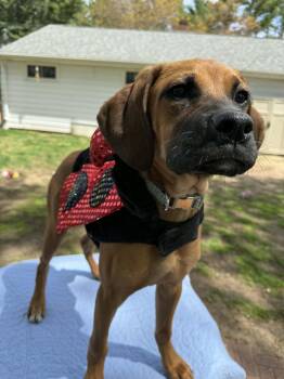 Boxer Dogs Available for Adoption in North Freedom, Wisconsin - Maggie | PetCurious