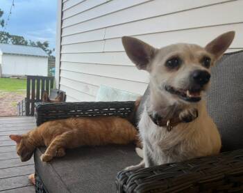 Chihuahua Dogs Available for Adoption - Spunky  | PetCurious