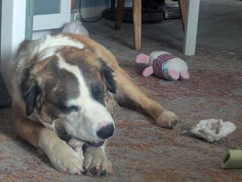 Saint Bernard Dogs Available for Adoption in Mesa, Arizona - Clover | PetCurious
