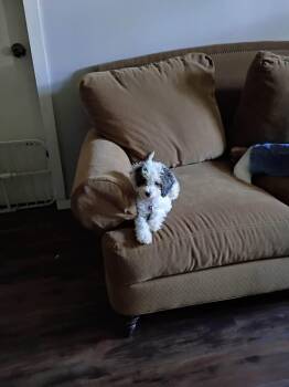 Sophia -  Mixed Breed Dog for Adoption in Heber City, Utah - Sophia | PetCurious