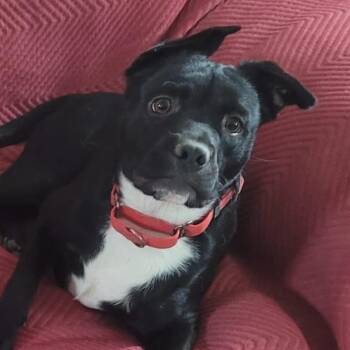 Boston Terrier and Black Labrador Retriever Dogs Available for Adoption - Ian TE | PetCurious