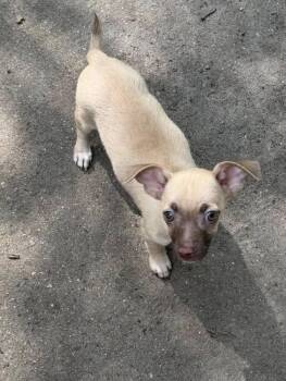 Laszlo -  Chihuahua Dog for Adoption in Berlin, New Jersey - Laszlo | PetCurious
