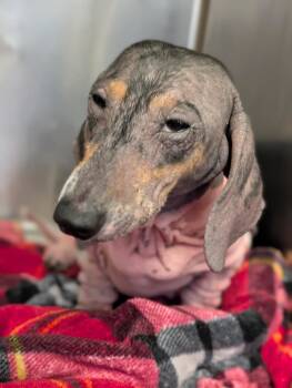 Rescue Dachshund Dogs for Adoption in Houston, Texas - Rosie | PetCurious