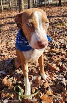 Rescue Hound and Pit Bull Terrier Dogs for Adoption in Pelzer, South Carolina - Blueberry | PetCurious