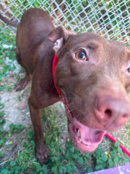 Sogau -  Mixed Breed Dog for Adoption in Hobart, Indiana - Sogau | PetCurious