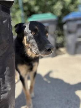 Ricochet -  German Shepherd Dog and Mixed Breed Dog for Adoption in Fresno, California - Ricochet | PetCurious