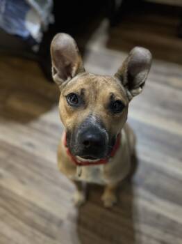 Rescue Pit Bull Terrier Dogs for Adoption in Lafayette, Colorado - Scarlet | PetCurious