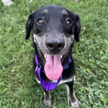 Gunther -  Shepherd Dog for Adoption in Mount Vernon, Indiana - Gunther | PetCurious