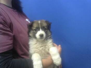 Australian Cattle Dog Blue Heeler and Mixed Breed Dogs Available for Adoption in Albuquerque, New Mexico - HEIDI | PetCurious