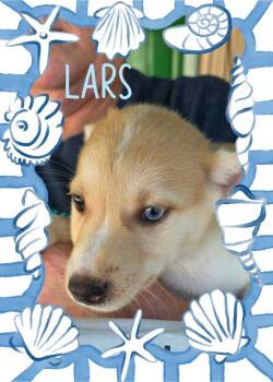 Lars -  Chihuahua Dog for Adoption in Eugene, Oregon - Lars | PetCurious