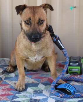 Pickles -  American Staffordshire Terrier and Black Mouth Cur Dog for Adoption in Bandera, Texas - Pickles | PetCurious