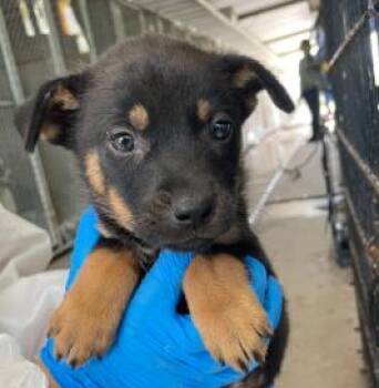 Mixed Breed Dogs Available for Adoption in West Chester, Pennsylvania - Clarissa | PetCurious