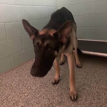 1029-D26 -  German Shepherd Dog Dog for Adoption in Port Charlotte, Florida - 1029-D26 | PetCurious