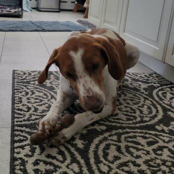 American Foxhound and Hound Dogs Available for Adoption - LADY Pecan | PetCurious