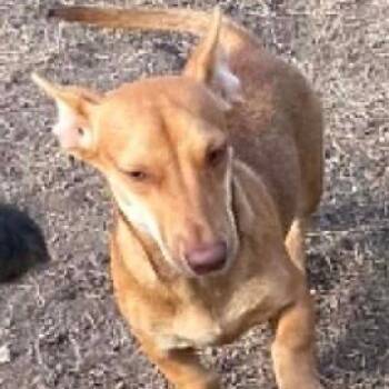 Fritter -  Dachshund Dog for Adoption in Calverton, New York - Fritter | PetCurious