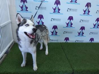 Siberian Husky Dogs Available for Adoption in Orlando, Florida - ALPHA | PetCurious