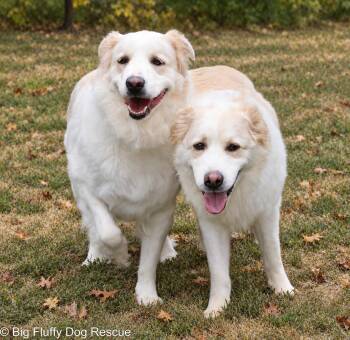Julie and Lillie -  Great Pyrenees Dog for Adoption in Nashville, Tennessee - Julie And Lillie | PetCurious