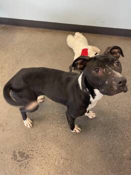 Mixed Breed Dogs Available for Adoption - Tulip Tree | PetCurious