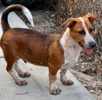Spelvin -  Cattle Dog and Corgi Dog for Adoption in Fort Lupton, Colorado - Spelvin | PetCurious