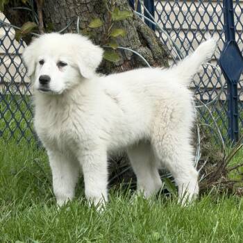 Dolly -  Great Pyrenees Dog for Adoption in Warren, Michigan - Dolly | PetCurious