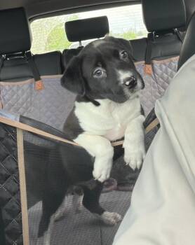 Pit Bull Terrier and Mixed Breed Dogs Available for Adoption in Fayetteville, Arkansas - Avocado | PetCurious